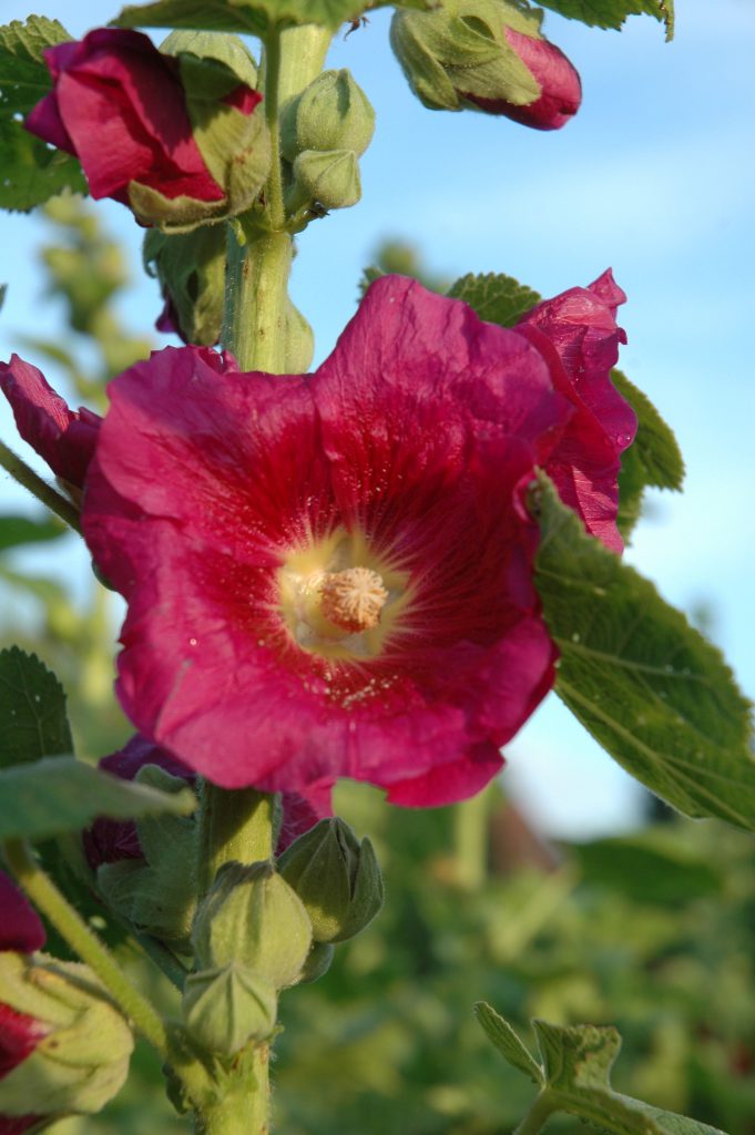 Faerbepflanzen Alcea_rosae Nik039_by DSC_0015