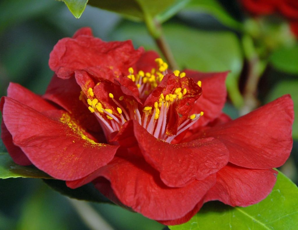 Camelia