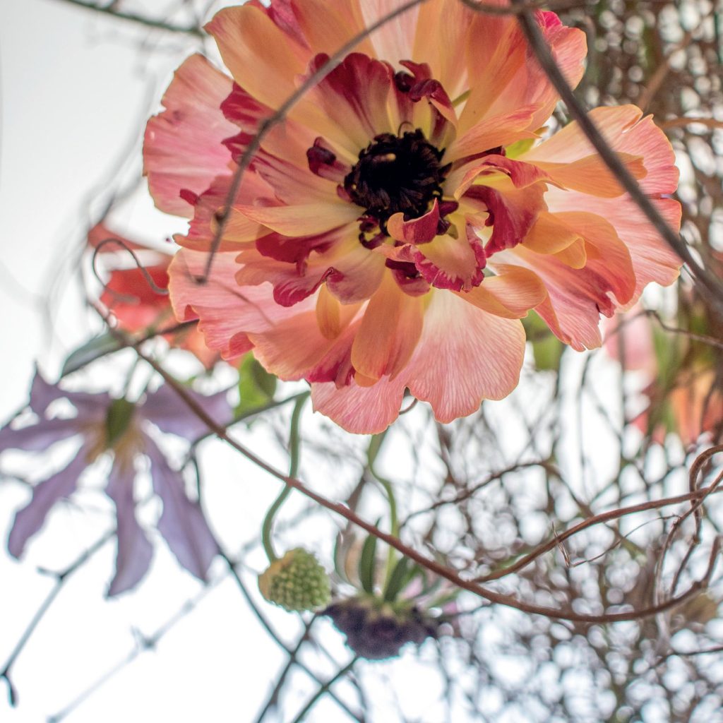 Passion-for-flowers